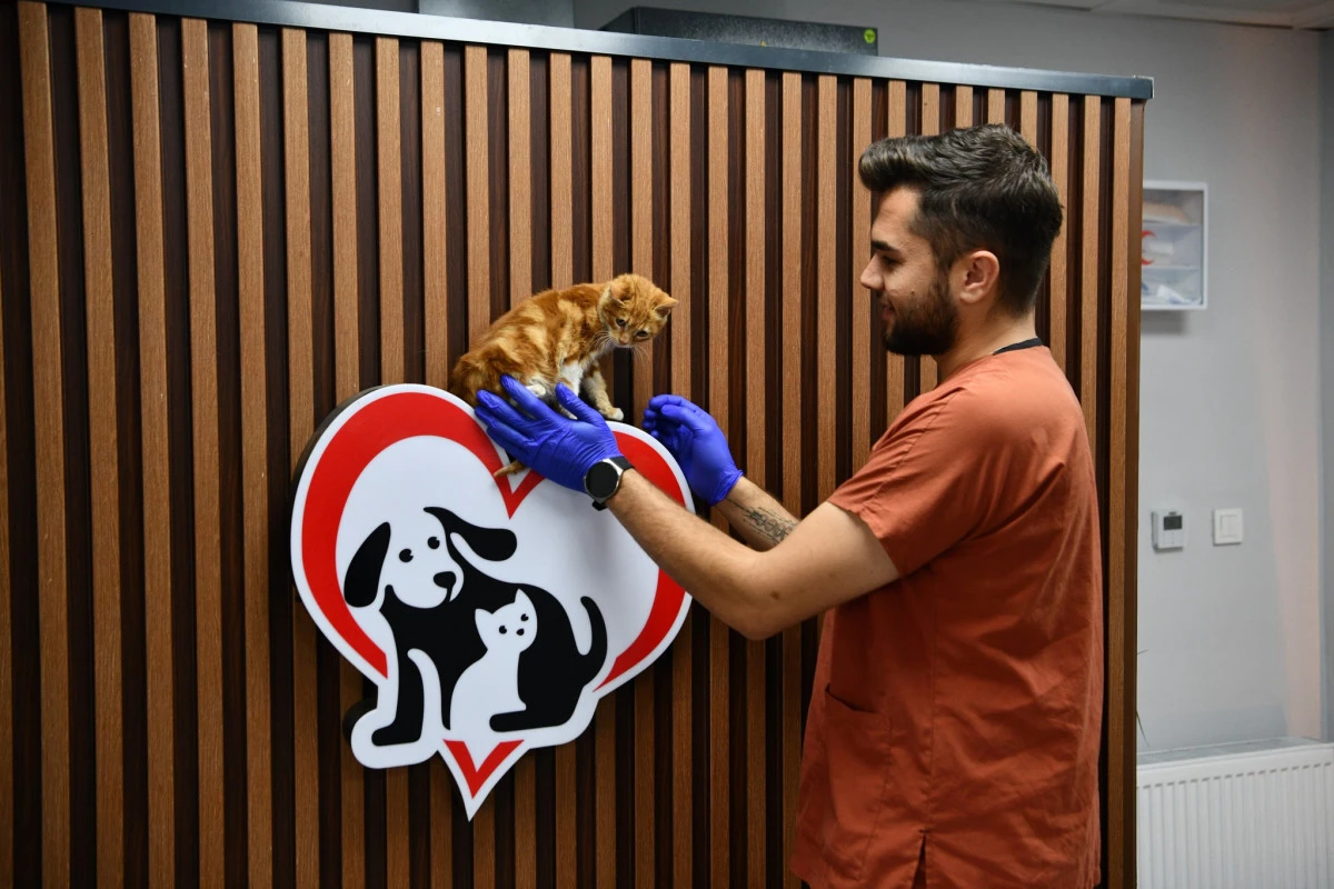 Balıkesir'de Can Dostlar Büyükşehir Güvencesinde