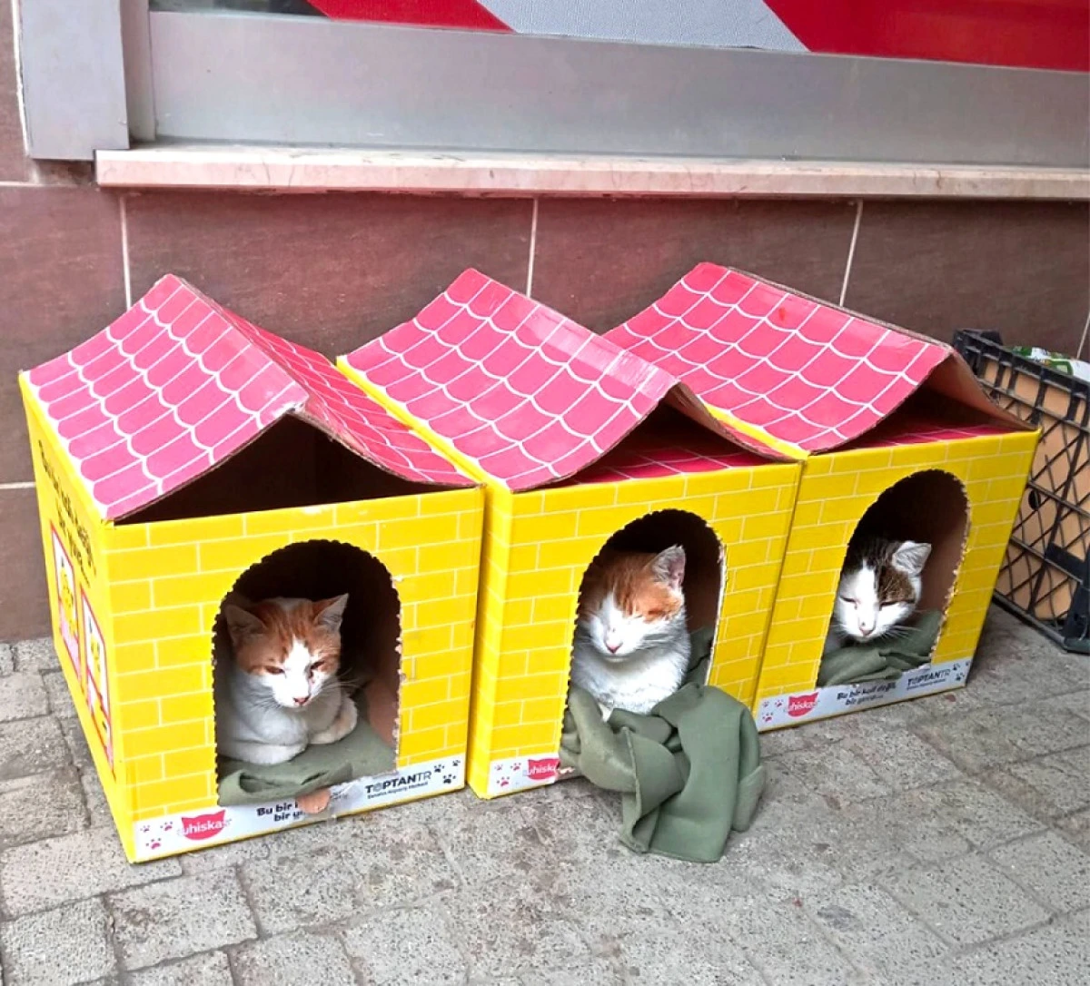 Bu Bir Koli Değil, Bir Yuva