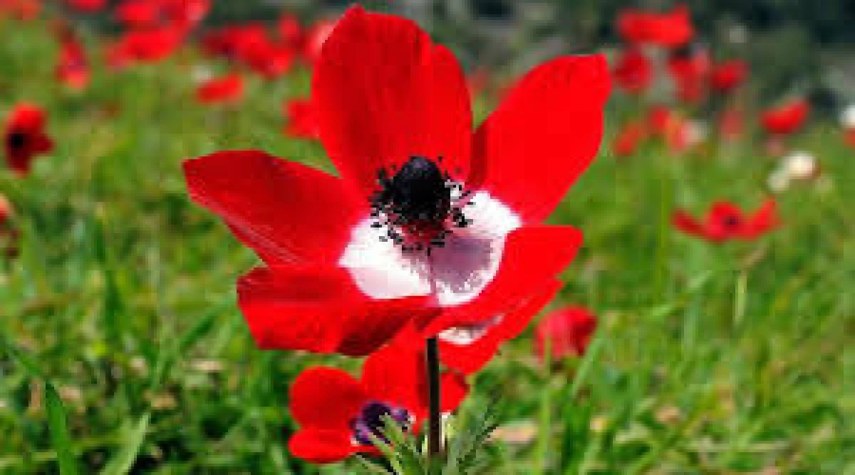 Demir Dağları Eriten İrade ve Baharın M&uuml;jdesi: Nevruz