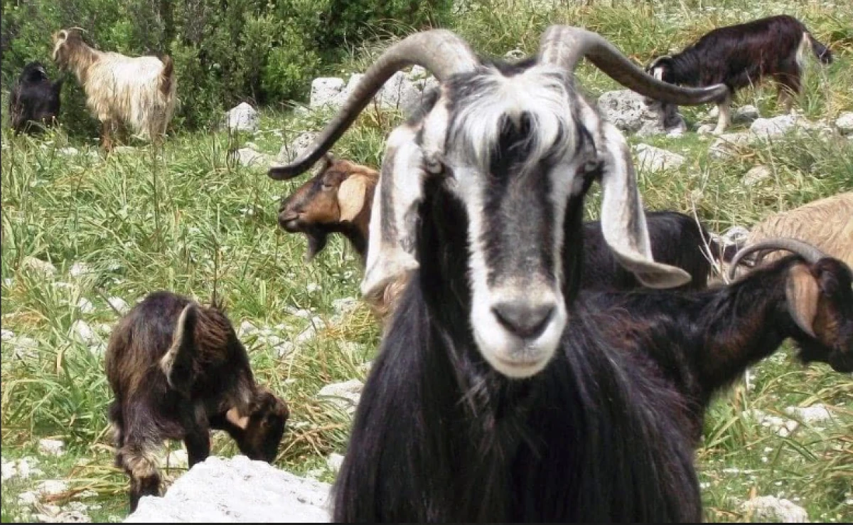 Keçileri tamamen kaçırmadan önce önemli etkinlik!
