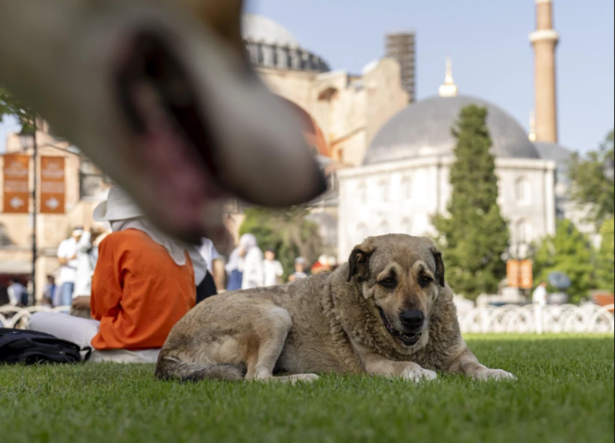 Merhamet Yasaklanamaz!