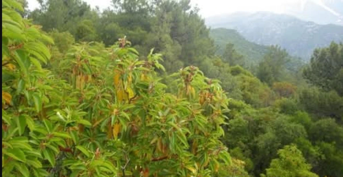 Öyle bir yere maden izni verdiler ki, Maden Mühendisi bile ‘burası korunmalı’ dedi!