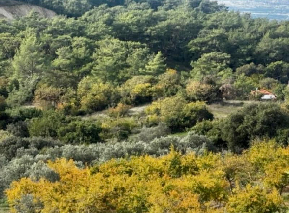 Tarımı ve ormanı zeytin kanunu korudu! 